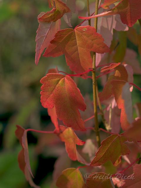 Acer buergerianumH3.jpg - Acer buergerianum Herrenkamp